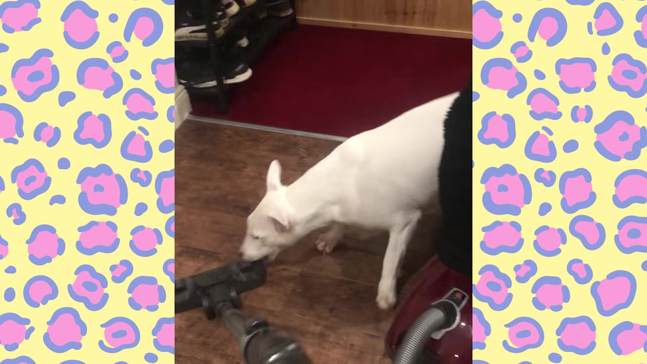 A white dog biting the nozzle of a vacuum cleaner on a wooden floor.