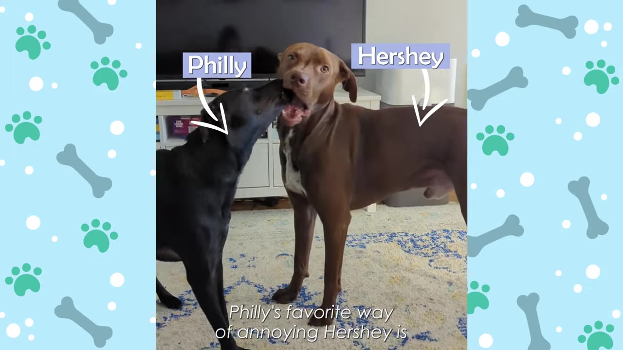 A black dog named Philly playfully bites the muzzle of a brown dog named Hershey, who has a surprised expression.