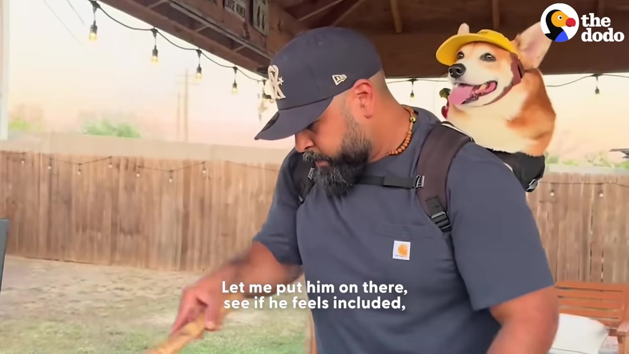 A man wearing a baseball cap and a backpack carrier with a corgi dog wearing a yellow hat inside, with subtitles reading 'Let me put him on there, see if he feels included,'.