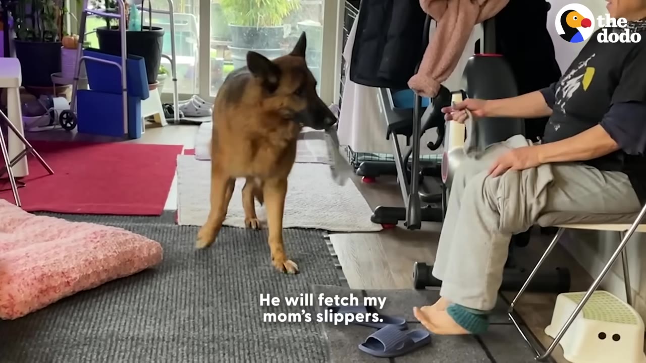 A German Shepherd dog carrying a slipper in its mouth to hand it to a person sitting on a chair.