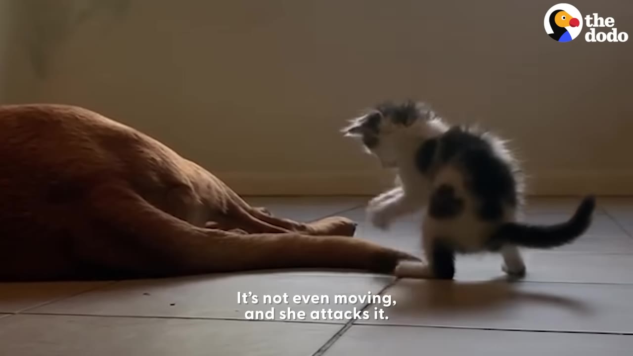 A small black and white kitten stands on a tiled floor, playfully swatting at the tail of a large brown dog lying down.