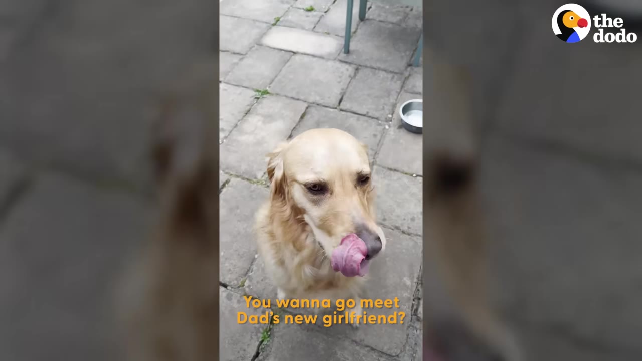 A golden retriever sits on a stone patio looking up with its tongue out, with text overlay reading 'You wanna go meet Dad's new girlfriend?'