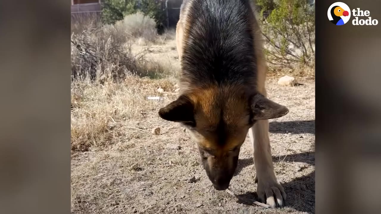 A German Shepherd cautiously lowers its head to sniff the ground in a dry, grassy field.
