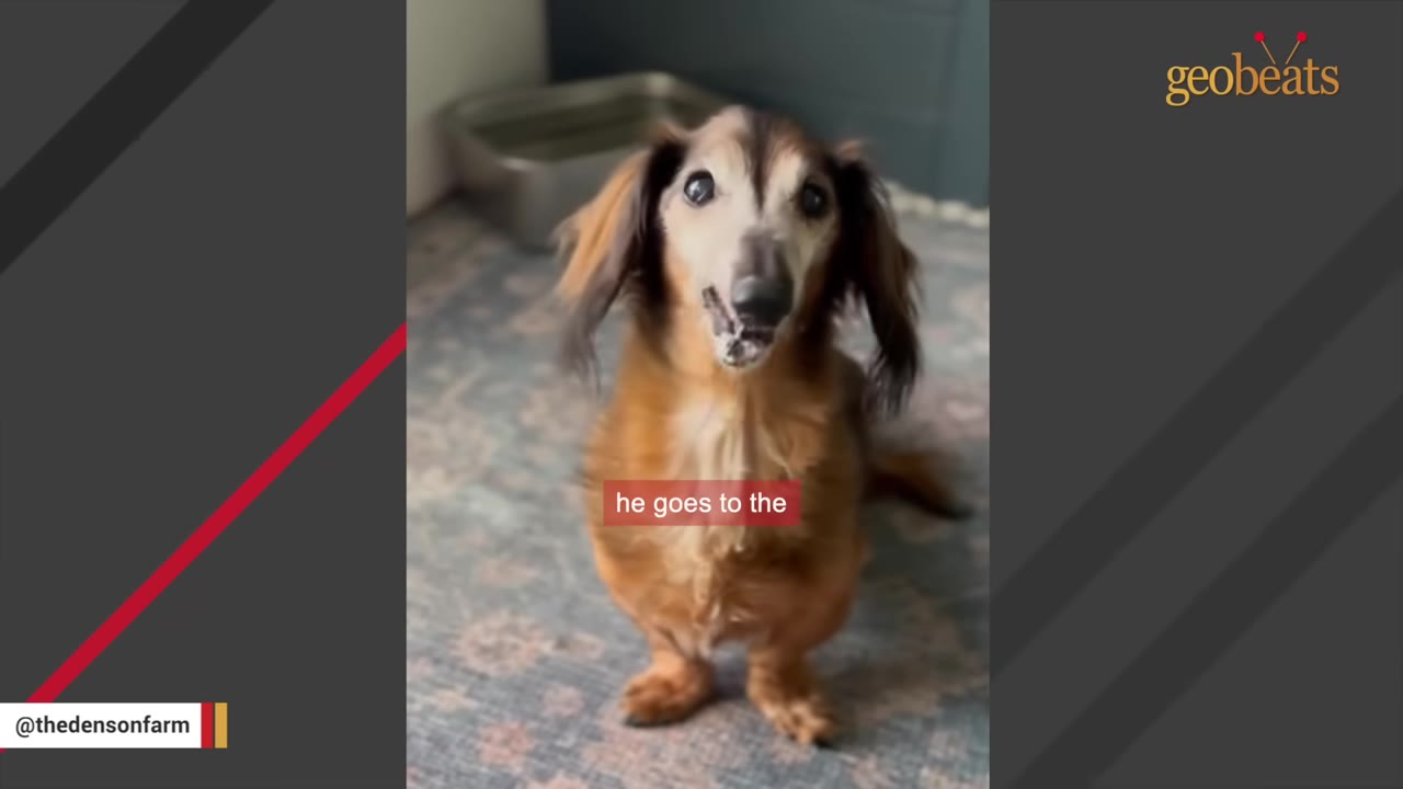 A close-up shot of an elderly long-haired dachshund standing on a patterned rug and looking up at the camera.
