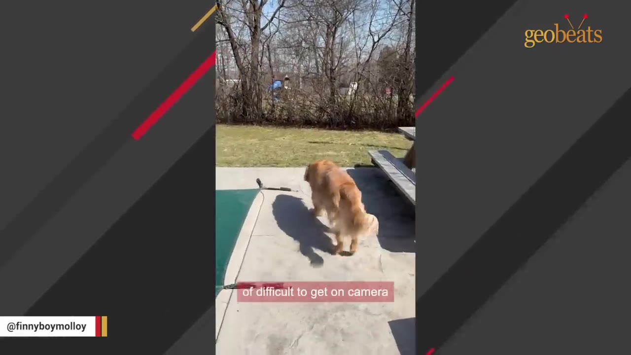A golden retriever walks away from the camera on a concrete patio next to a pool cover, with a caption that reads 'of difficult to get on camera'.