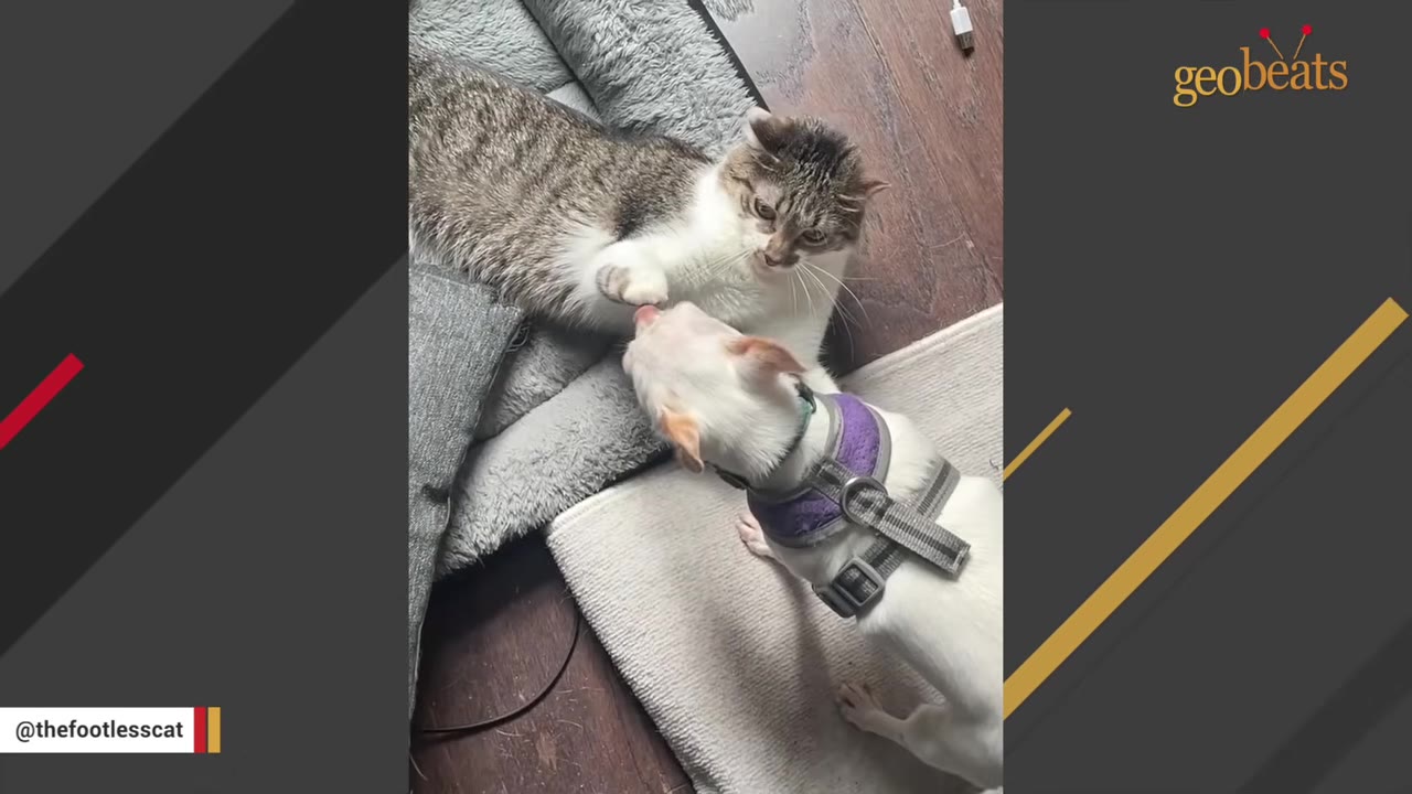 A grey and white cat with rounded, pawless front limbs interacts with a small white dog wearing a purple harness.