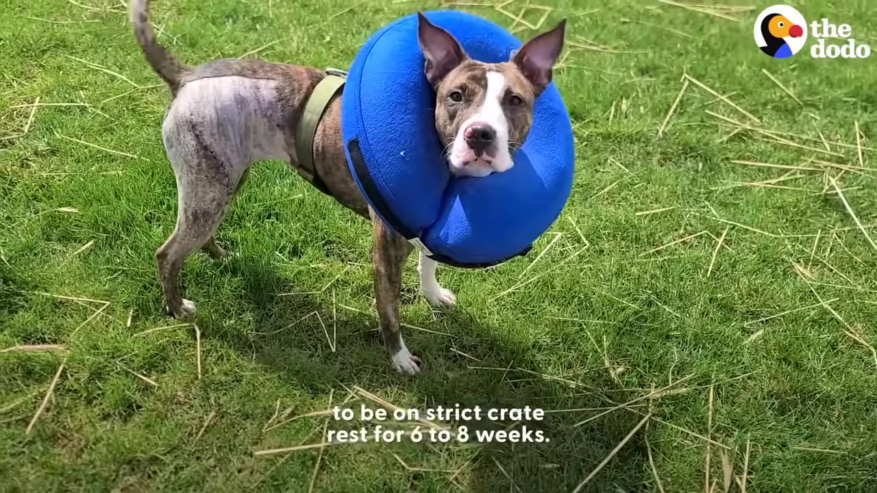 A brindle dog with a shaved hind leg wearing a blue inflatable protective collar stands on green grass, looking directly at the camera.