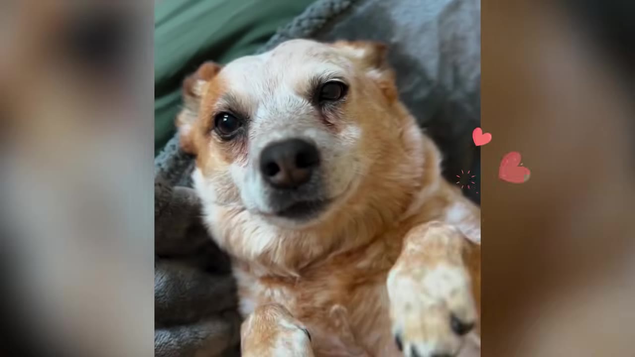 A close-up shot of a small tan and white dog lying on its back, looking directly into the camera with dark, expressive eyes.