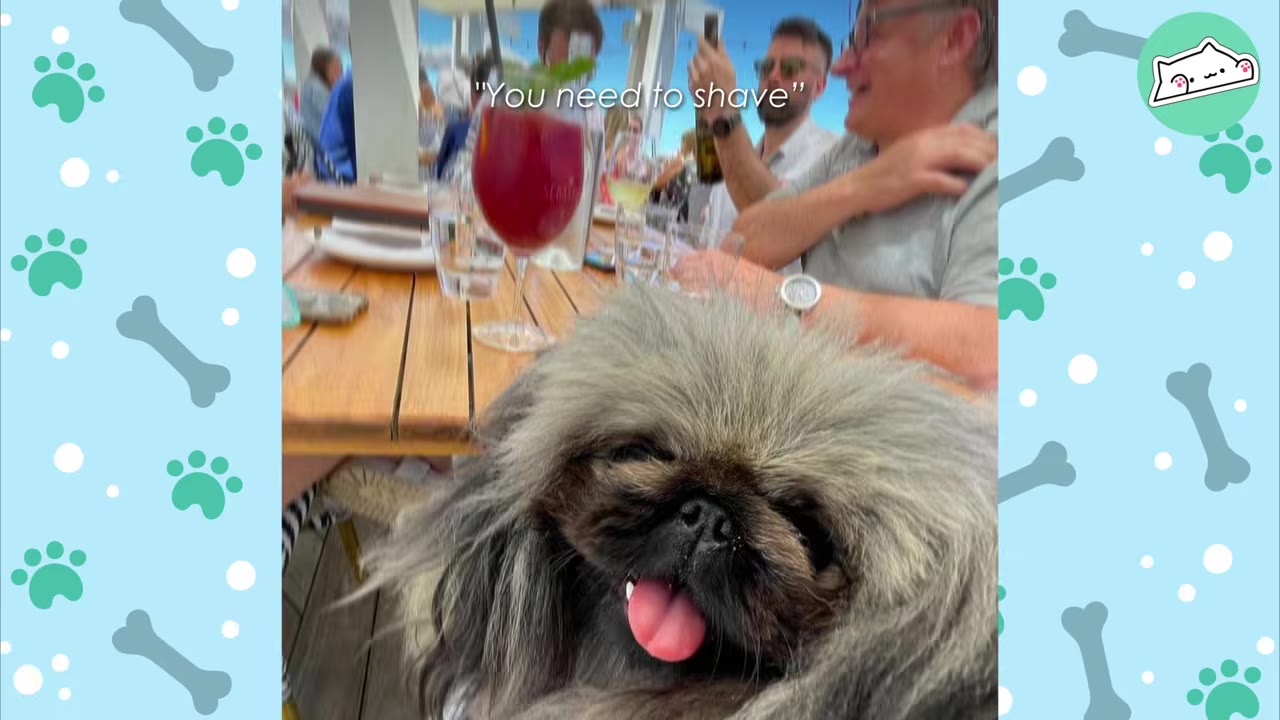 A close-up of a fluffy, long-haired Pekingese dog named Lupo sitting at an outdoor restaurant table with people in the background, with text overlay reading 'You need to shave'.