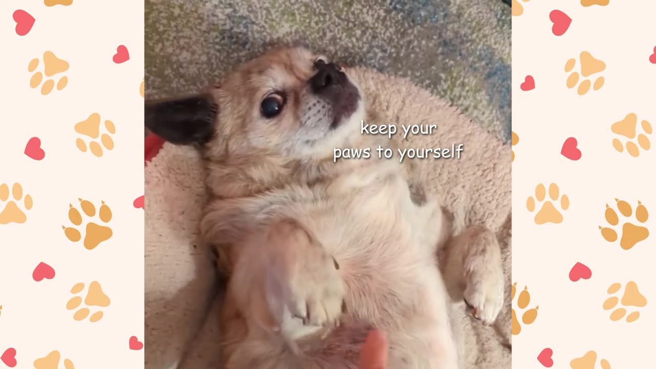 A small tan dog lies on its back in a dog bed, looking up with wide, anxious eyes as a human finger reaches out to touch its belly.