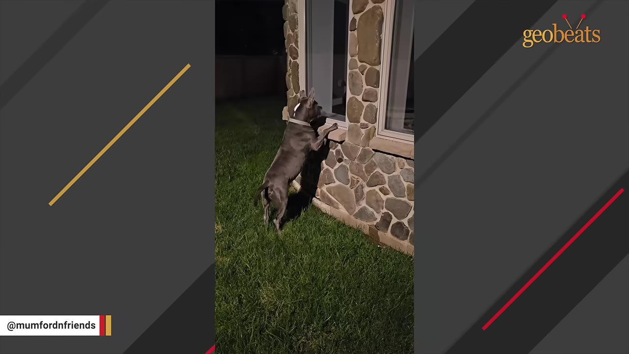 A grey dog stands on its hind legs on a grassy lawn at night, peering through a window of a house with stone siding.