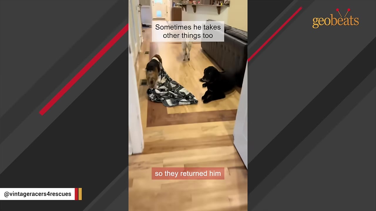 A beagle mix dog drags a black and white patterned blanket across a wooden floor, while a black dog lies nearby.