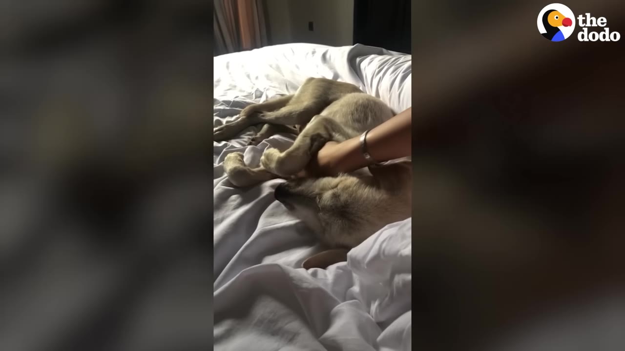 A light-colored dog lying on a white bed while a person's hand gently pets its side.