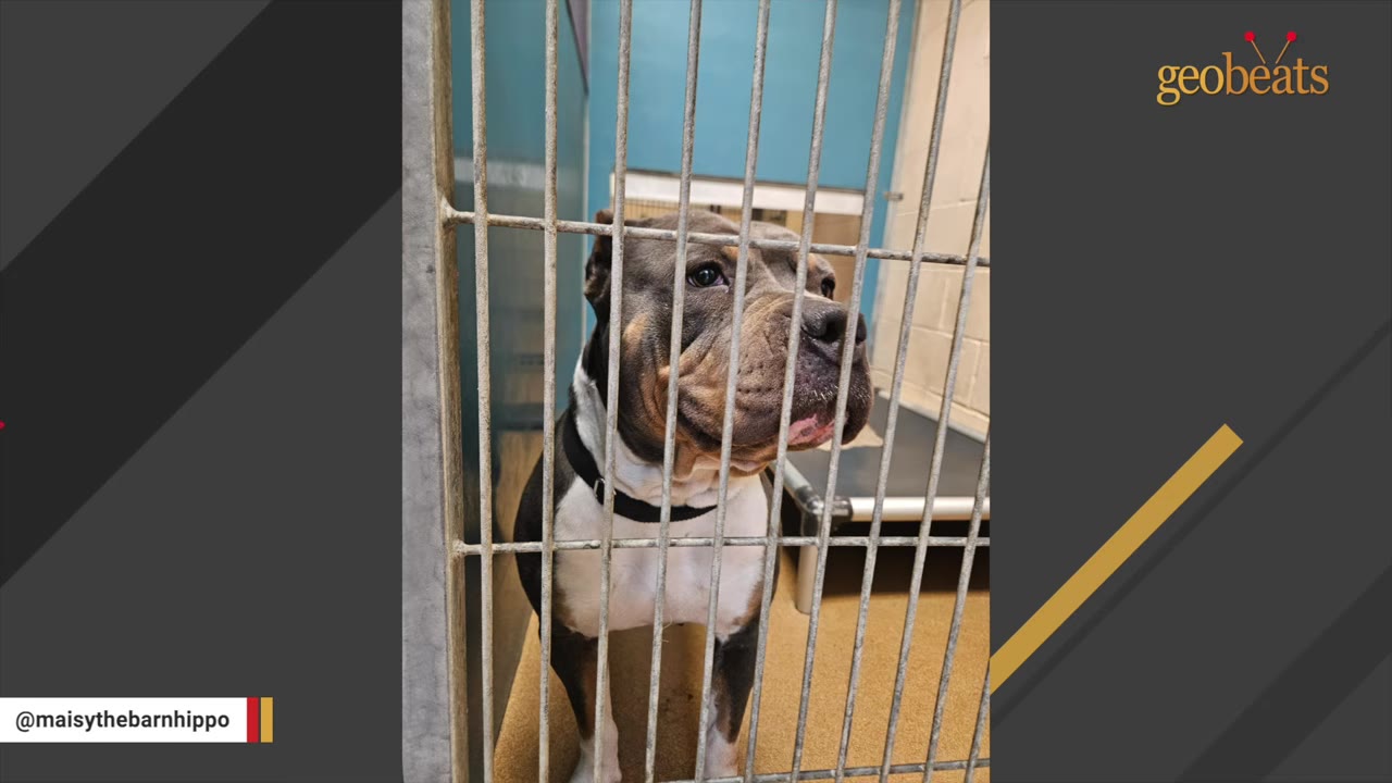 A brown and white pit bull-type dog stands behind the metal bars of a shelter kennel, looking out.