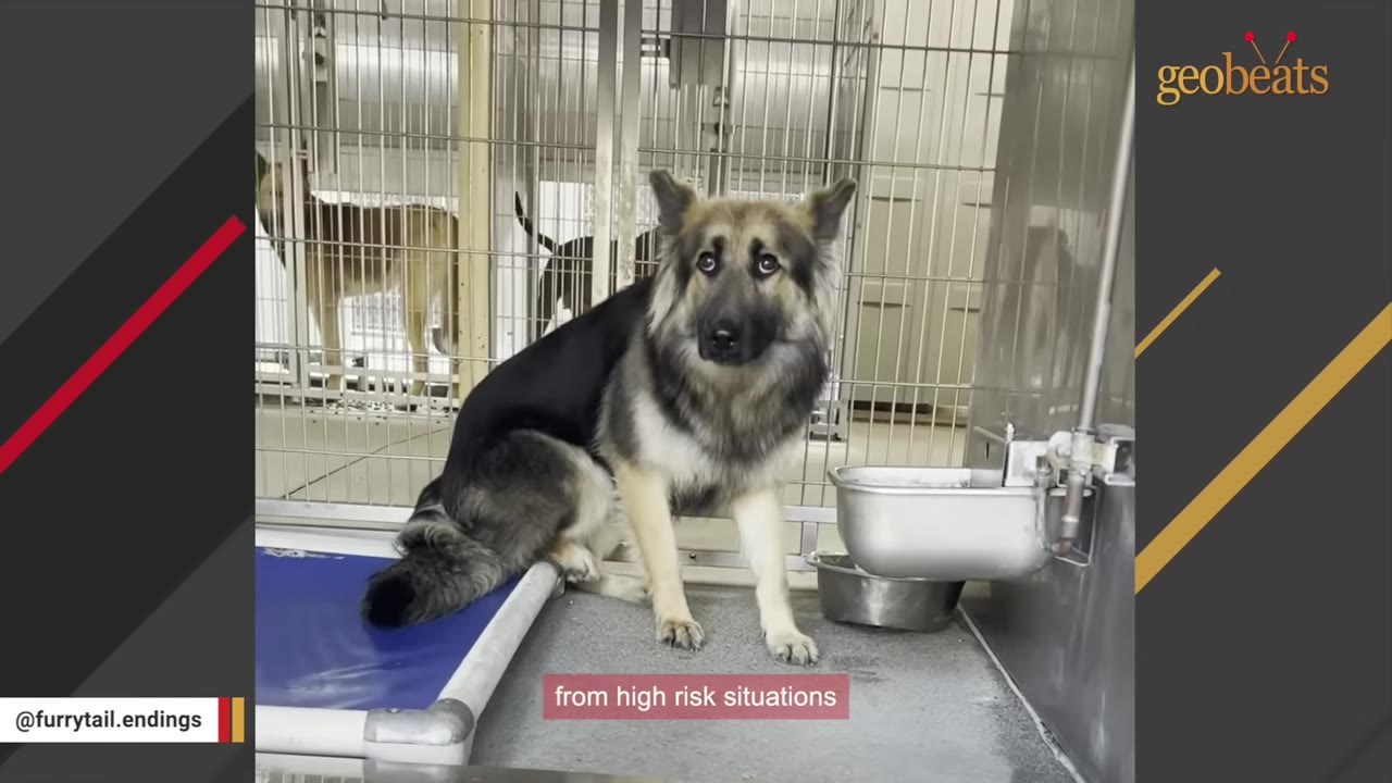 A long-haired German Shepherd mix sits inside a metal shelter kennel, looking directly at the camera with wide, frightened eyes.
