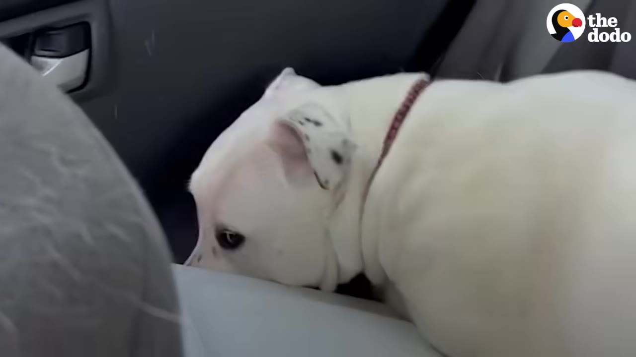 A close-up of a white dog sitting in the back seat of a car, resting its head down with a sad expression.
