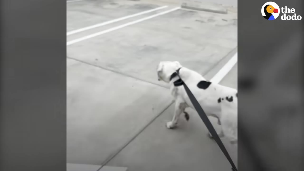 A white dog with black spots on its back walks on a leash across a concrete parking lot.