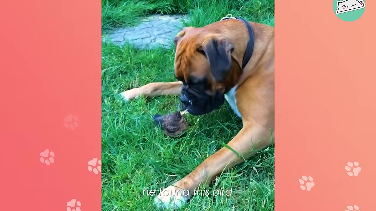 A brown boxer dog lying in the green grass, gently sniffing a small brown bird on the ground.