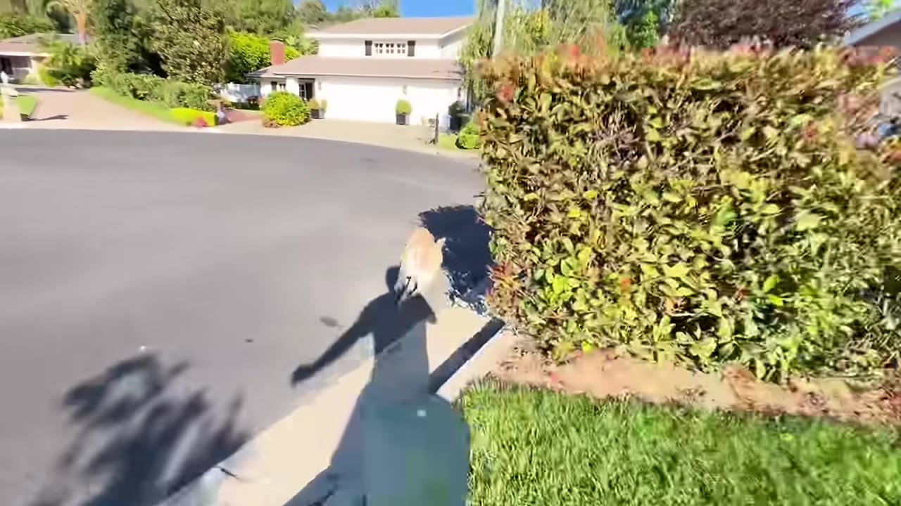 A yellow Labrador retriever runs along a sidewalk next to a green hedge in a suburban neighborhood.