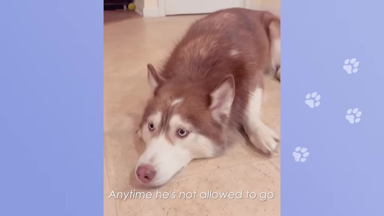 A brown and white husky lies on a tiled floor, looking up with a sad expression.