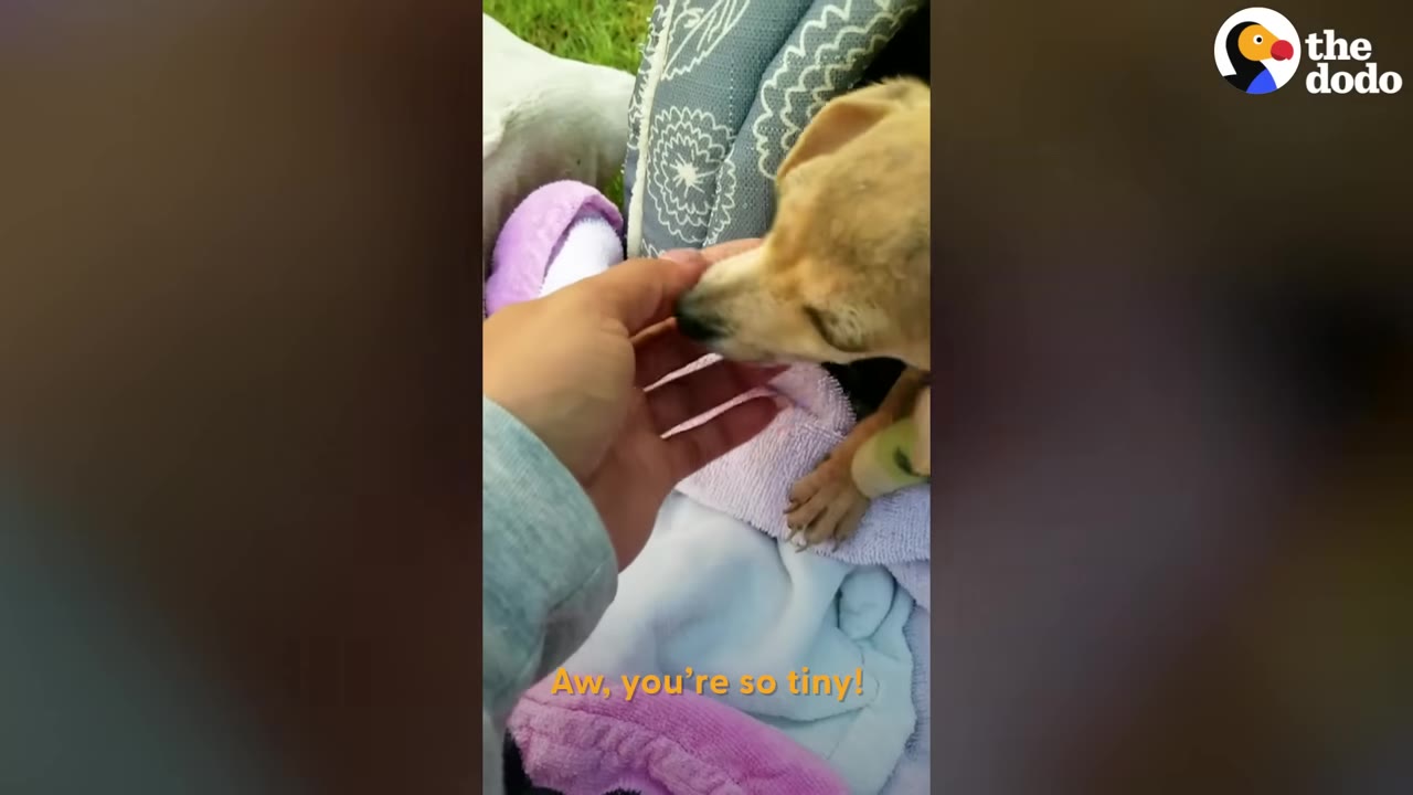 A tiny tan puppy sits on a purple and white blanket while a person gently pets its chin.