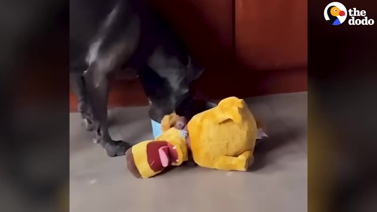 A dark-colored dog stands over a yellow stuffed toy on the floor.