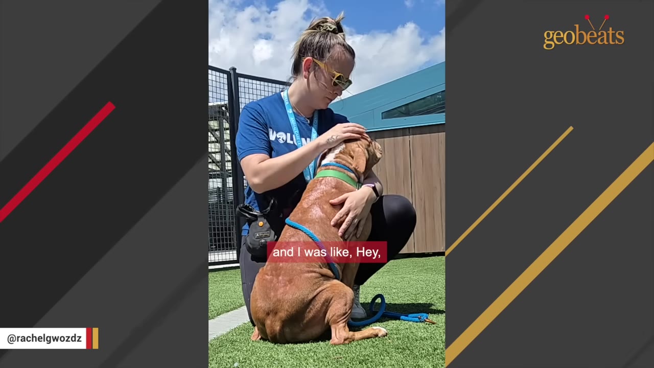 A shelter volunteer in a blue shirt kneels on green turf outdoors, gently hugging and petting a brown dog.
