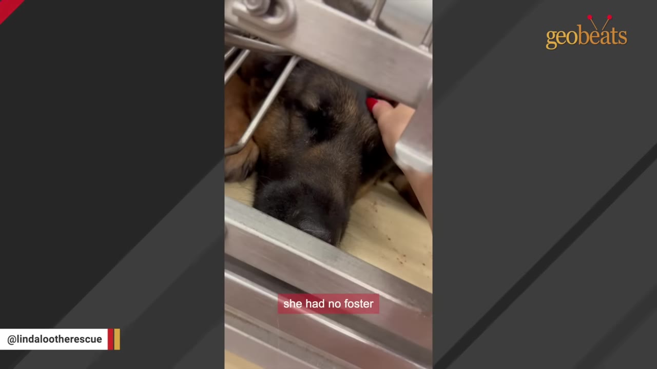 A German Shepherd dog lies inside a metal shelter cage while a hand with red nail polish gently pets its head.