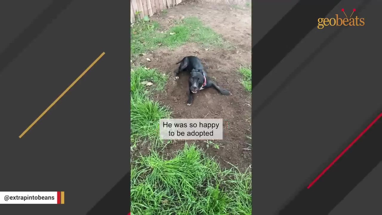 A black dog with a red collar lies on a patch of dirt in a grassy yard, looking up at the camera with a text overlay that reads 'He was so happy to be adopted'.