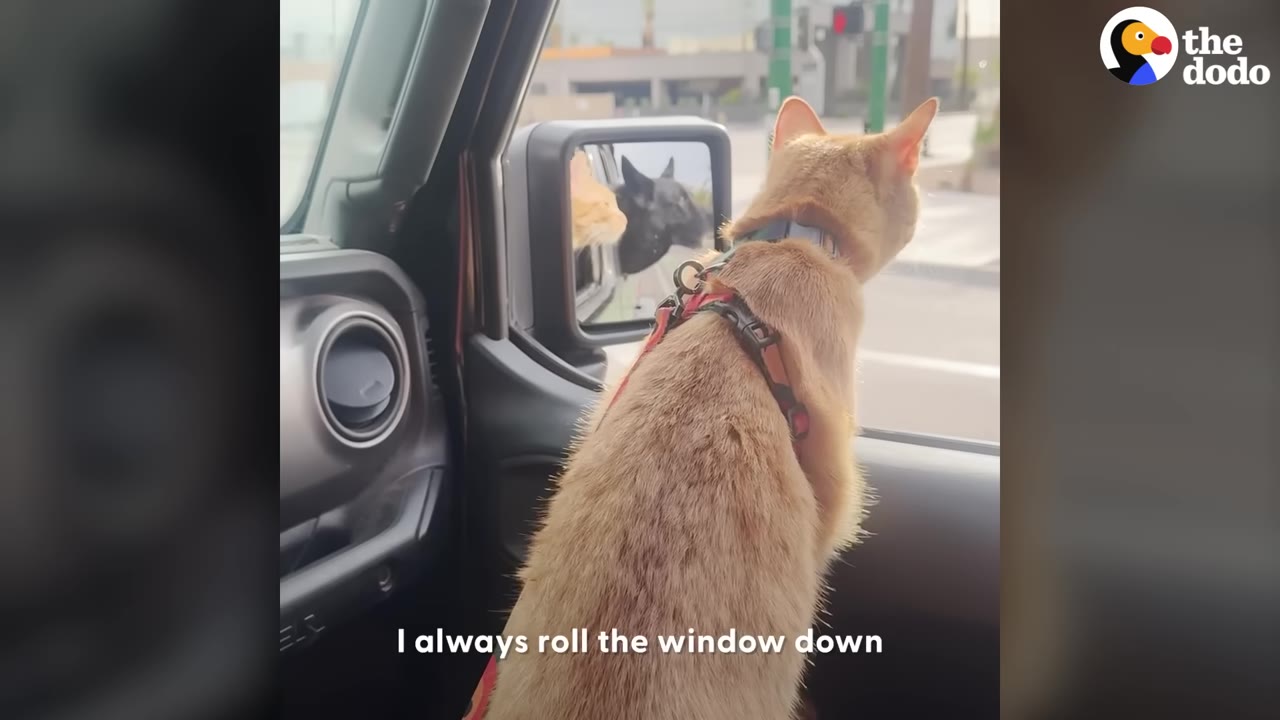 An orange cat wearing a harness looks out the open window of a car, with a black dog visible in the side-view mirror.