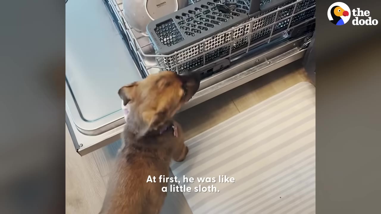 A small brown puppy stands on a striped mat, looking up at an open dishwasher rack.