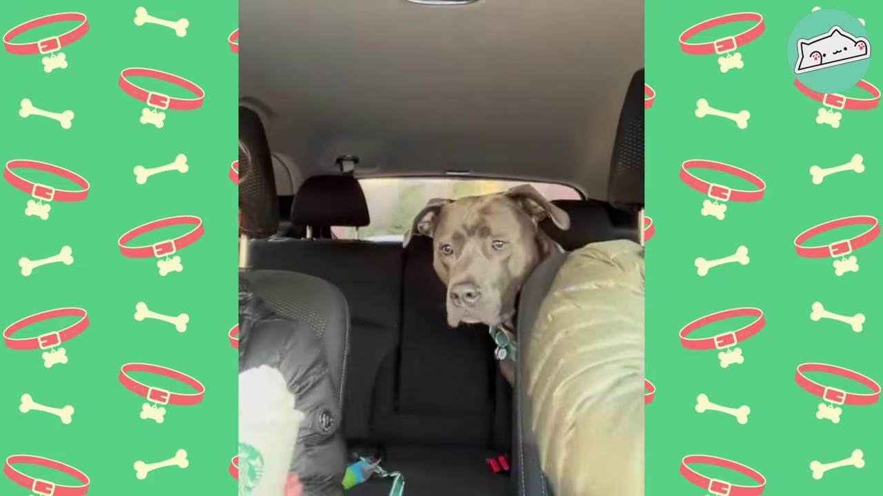 A brown dog sits in the back seat of a car, looking forward between the front seats.