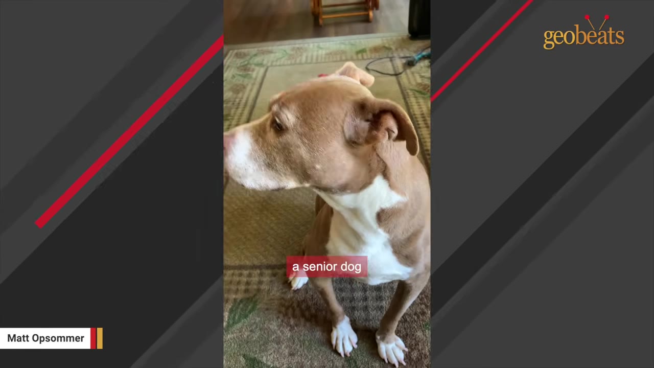 A tan and white dog sitting on a rug, looking to the side, with a caption that reads 'a senior dog'.