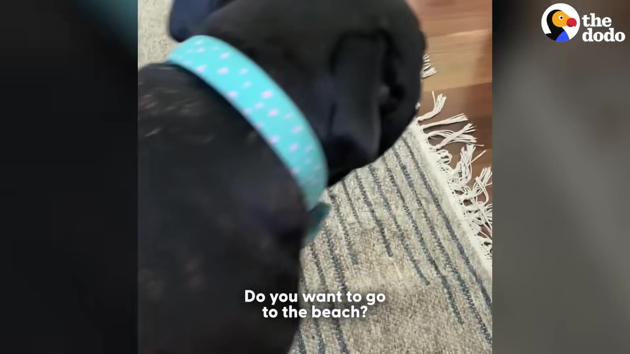 A close-up of a black dog wearing a light blue collar with pink spots, with the subtitle 'Do you want to go to the beach?'