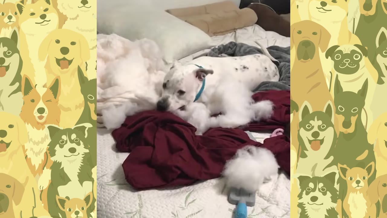 A white dog with a blue collar lies on a bed surrounded by white stuffing from a destroyed toy.