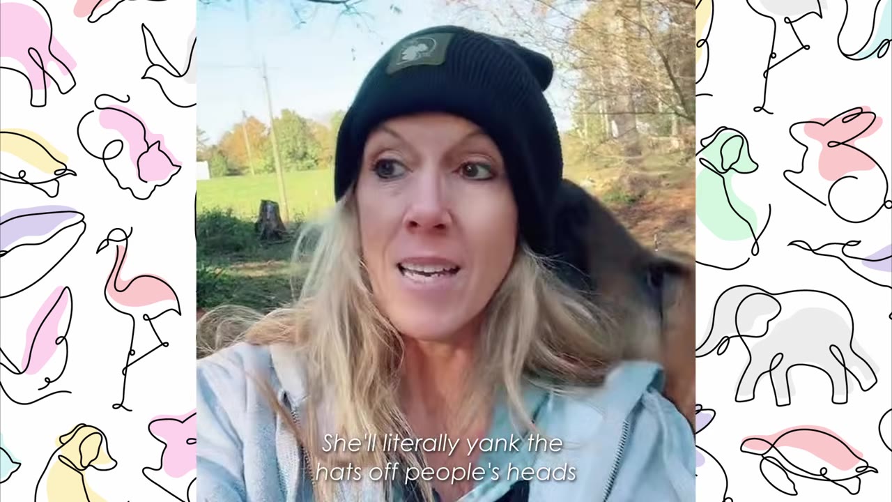 A woman wearing a black beanie speaks to the camera with a brown animal behind her, with a text overlay that reads 'She'll literally yank the hats off people's heads'.