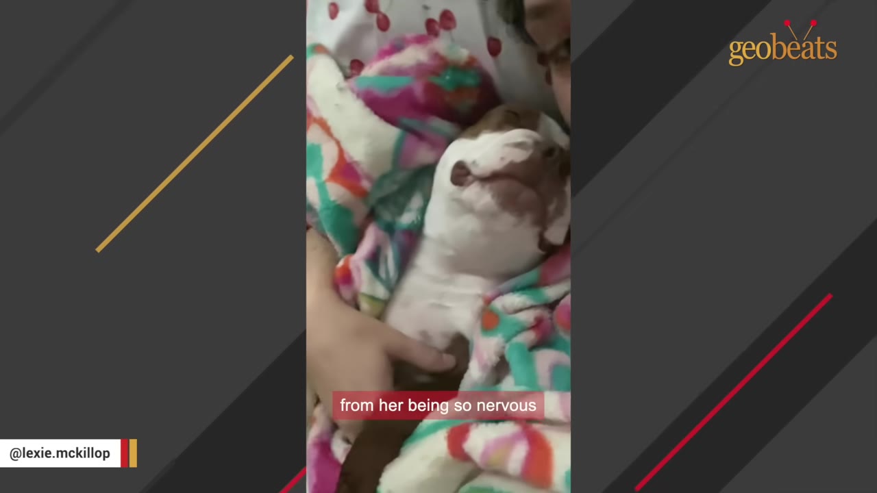 A brown and white dog wrapped in a colorful blanket is being comforted by a person's hand, looking up with a nervous expression.