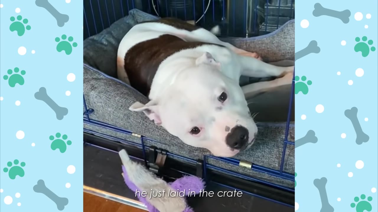 A white and brown dog lying down calmly in a dog bed inside a wire crate.