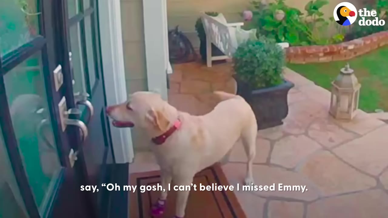 A yellow Labrador retriever wearing a red collar stands on a stone patio in front of a glass door.