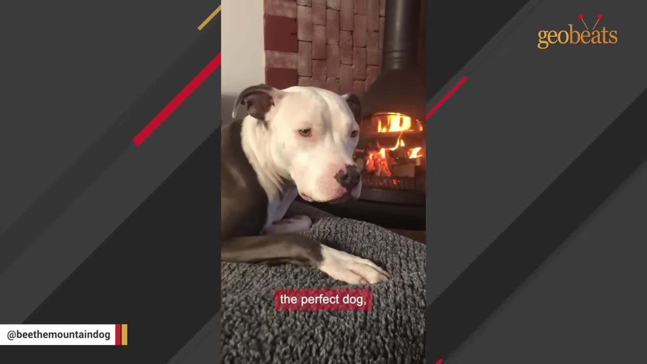 A white and grey dog resting on a grey cushion in front of a warm, glowing fireplace.