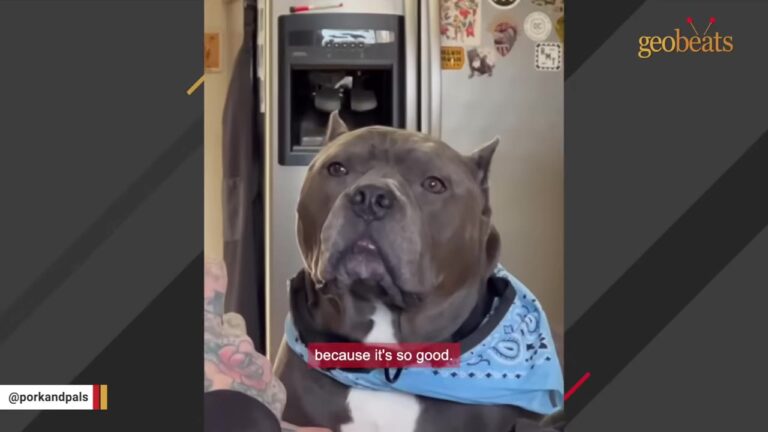 North Carolina Couple Lets A Rescue Choose Their Dog And Gets One With A Truly Unusual Backstory
