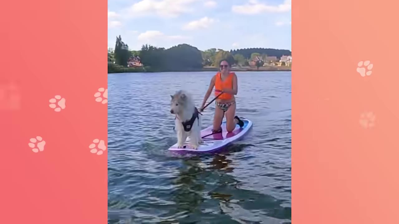 A fluffy Alaskan Malamute wearing a black harness stands confidently on the front of a purple paddleboard on a lake, while a woman in an orange life vest kneels behind him.
