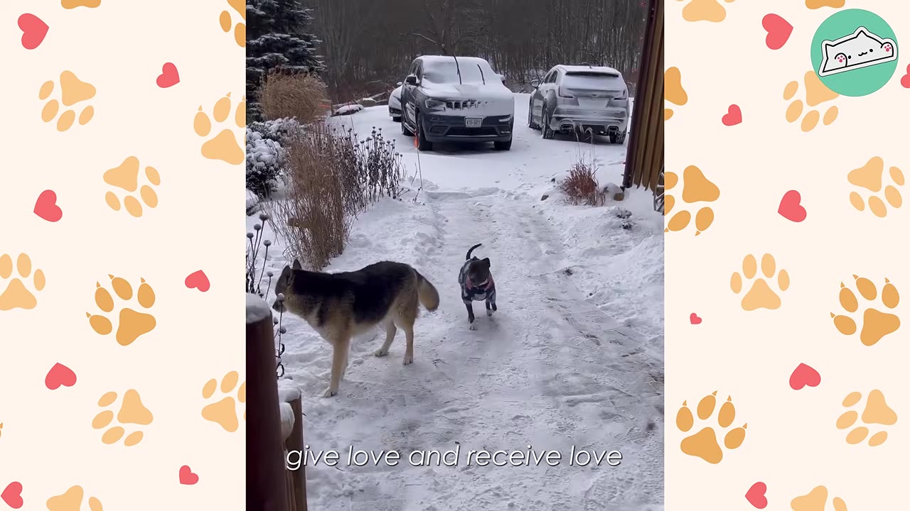 A German Shepherd-mix dog and a smaller dog wearing a coat stand near each other on a snow-covered path.