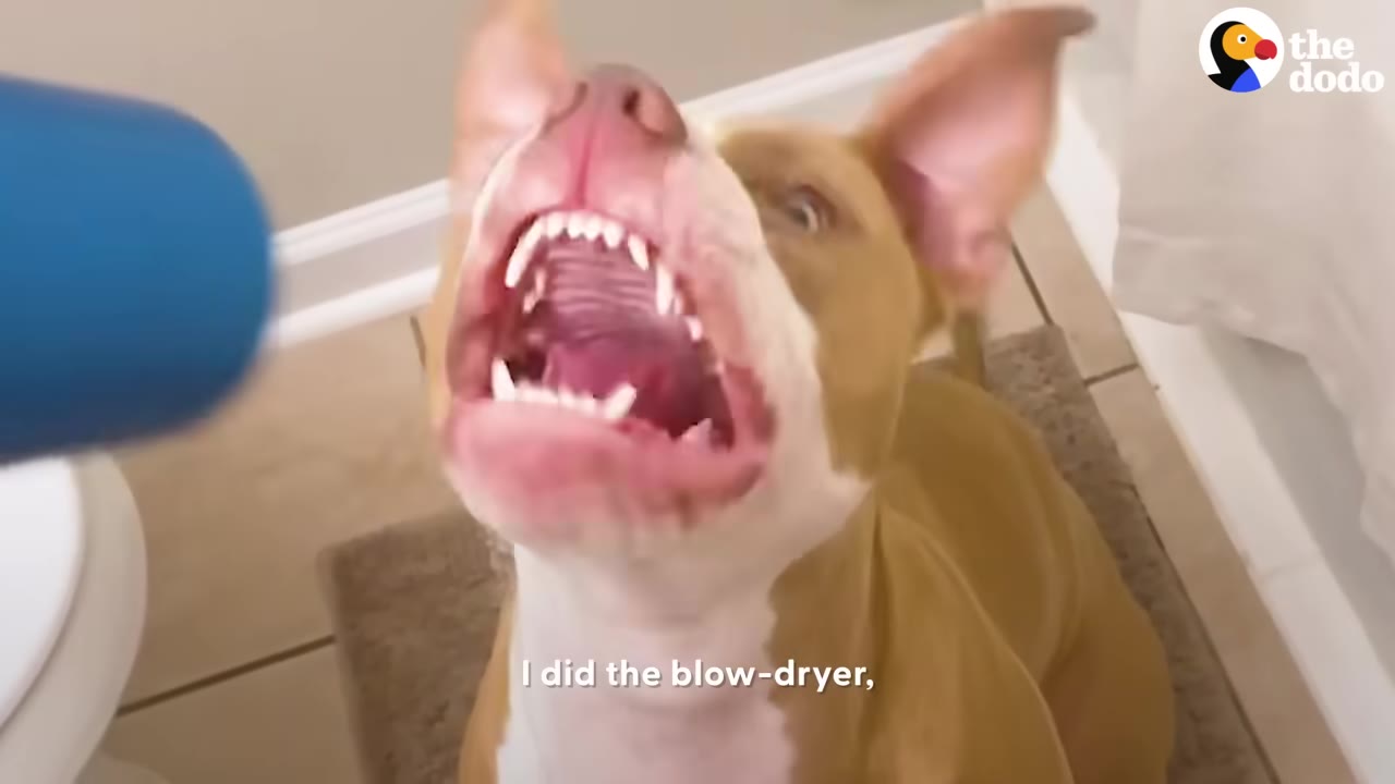 A tan and white dog looks up with its mouth open towards a blue blow-dryer held in the foreground.