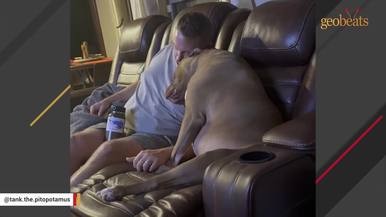 A large brown dog leans its head and body affectionately against a man sitting in a brown leather recliner.