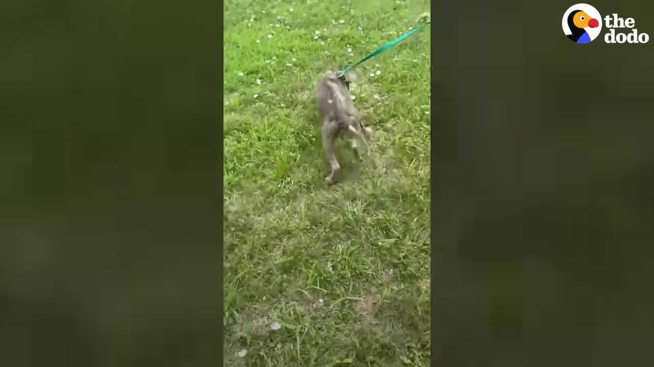 A thin grey dog on a green leash walks across a grassy lawn.