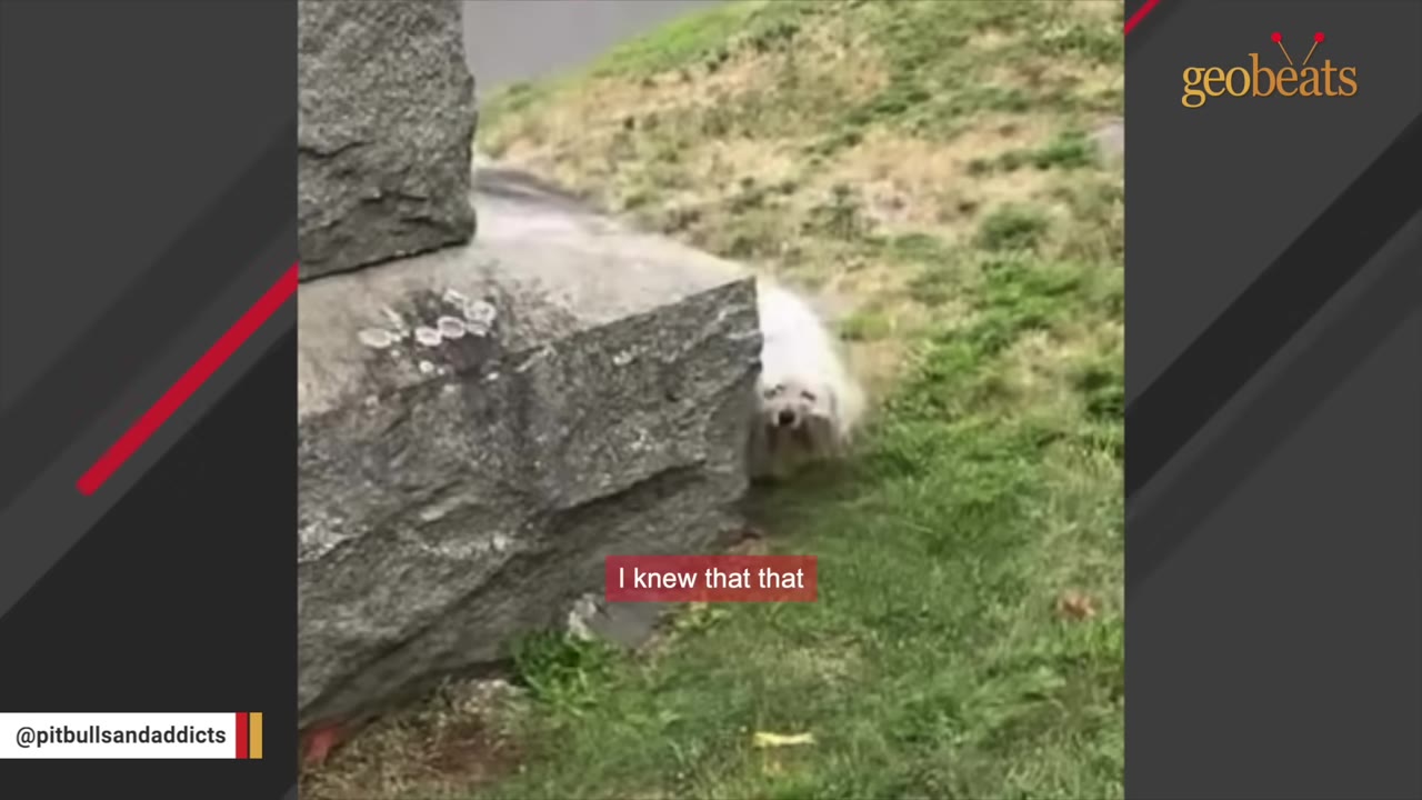 A small, scruffy white dog peeks out from behind a large grey stone monument in a grassy area.