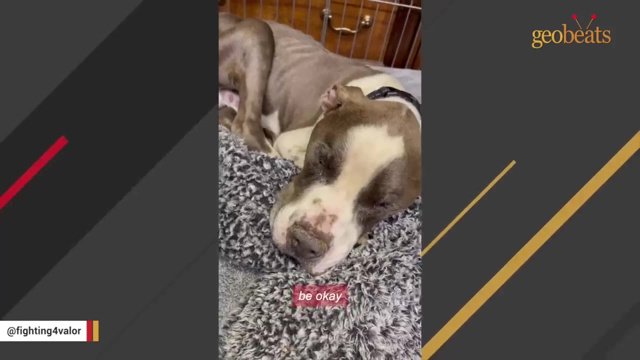A brown and white dog sleeping peacefully on a fluffy grey blanket.