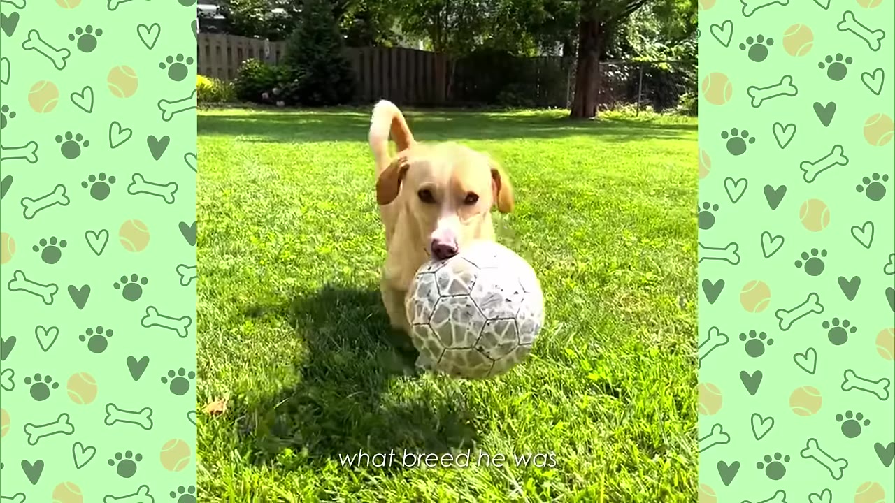 A light brown dog running across a green lawn with a soccer ball in its mouth.