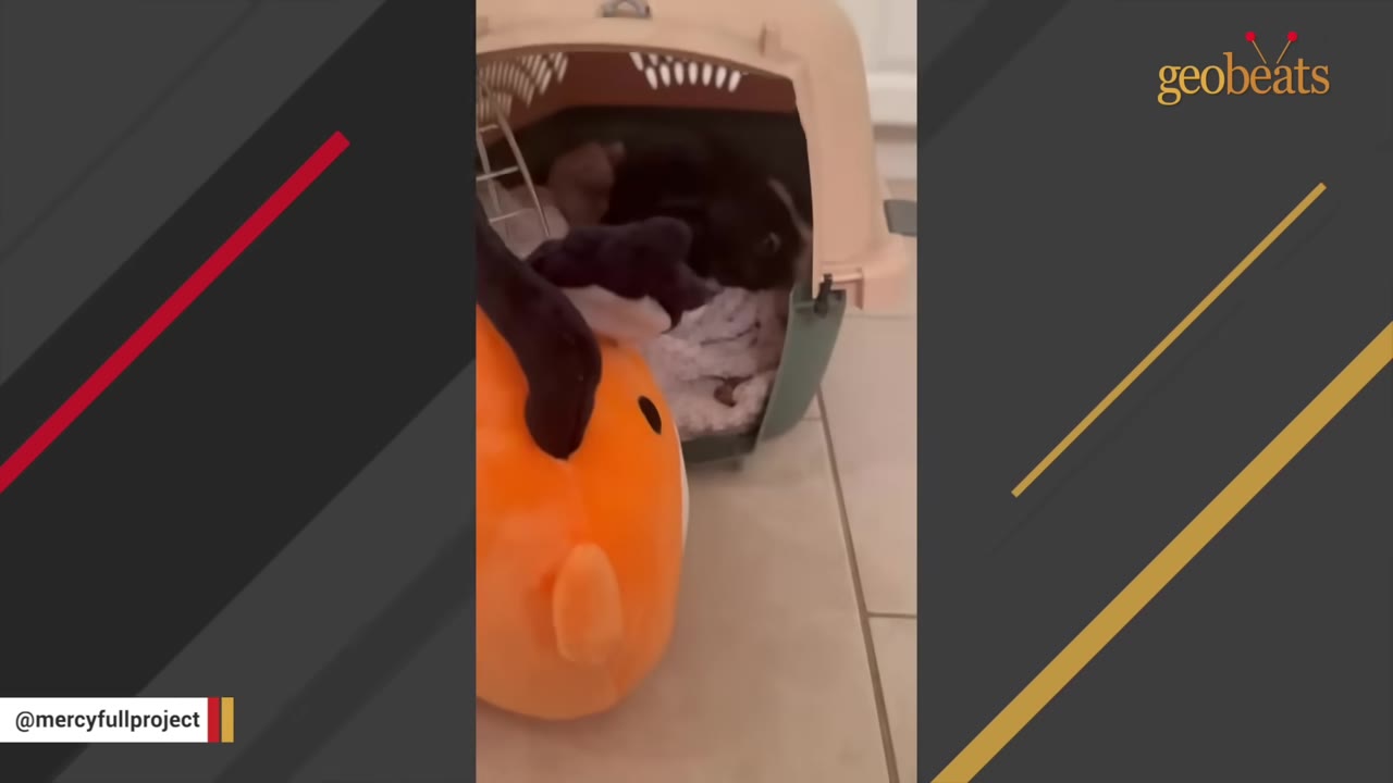 A small dark animal is visible inside a pet carrier on a tiled floor, with an orange plush toy in the foreground.